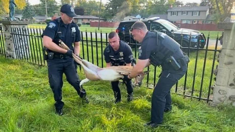 Deer saved by officers